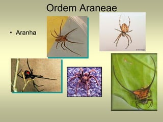 Ordem Araneae

• Aranha
 