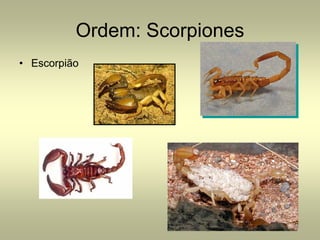 Ordem: Scorpiones
• Escorpião
 