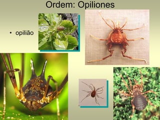 Ordem: Opiliones


• opilião
 