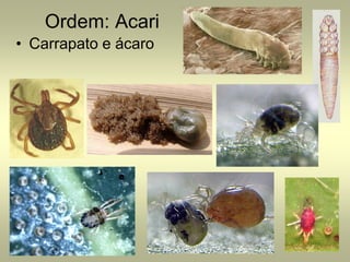 Ordem: Acari
• Carrapato e ácaro
 