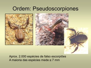 Ordem: Pseudoscorpiones




Aprox. 2.000 espécies de falso escorpiões
A maioria das espécies mede ≅ 7 mm
 