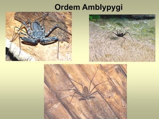 Ordem Amblypygi
 