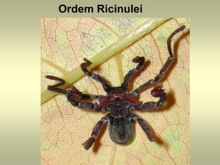 Ordem Ricinulei
 