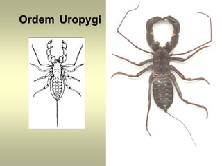 Ordem Uropygi
 