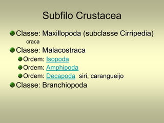 Subfilo Crustacea
Classe: Maxillopoda (subclasse Cirripedia)
   craca
Classe: Malacostraca
  Ordem: Isopoda
  Ordem: Amphipoda
  Ordem: Decapoda siri, carangueijo
Classe: Branchiopoda
 