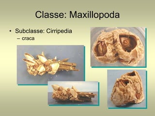 Classe: Maxillopoda
• Subclasse: Cirripedia
  – craca
 