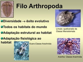 Filo Arthropoda

 Diversidade → êxito evolutivo
 Todos os habitats do mundo                Límulo: quelicerado da
                                           Classe Merostomata
 Adaptação estrutural ao habitat
 Adaptação fisiológica ao
habitat           Ácaro:Classe Arachnida




                                            Aranha: Classe Arachnida
 