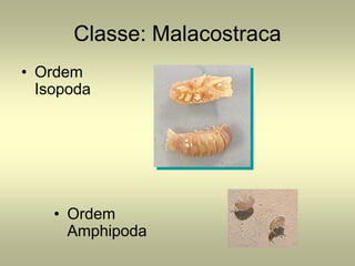 Classe: Malacostraca
• Ordem
  Isopoda




    • Ordem
      Amphipoda
 