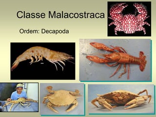 Classe Malacostraca
Ordem: Decapoda
 