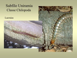 Subfilo Uniramia
 Classe Chilopoda

Lacraias
 