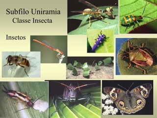 Subfilo Uniramia
  Classe Insecta

Insetos
 