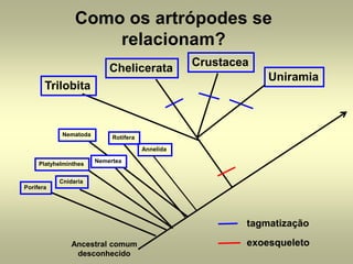 Como os artrópodes se
                     relacionam?
                                                  Crustacea
                           Chelicerata
                                                              Uniramia
       Trilobita



            Nematoda        Rotifera

                                       Annelida

                       Nemertea
     Platyhelminthes


           Cnidaria
Porifera




                                                          tagmatização

               Ancestral comum                            exoesqueleto
                desconhecido
 