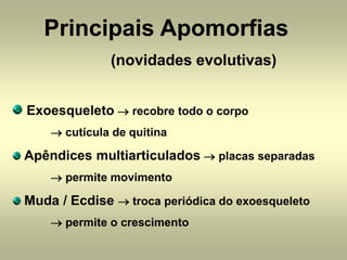 Principais Apomorfias
              (novidades evolutivas)


Exoesqueleto → recobre todo o corpo
    → cutícula de quitina

Apêndices multiarticulados → placas separadas
    → permite movimento

Muda / Ecdise → troca periódica do exoesqueleto
    → permite o crescimento
 