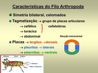 Características do Filo Arthropoda
Simetria bilateral, celomados
Tagmatização → grupo de placas articulares
    → cefálico        cefalotórax
    → torácico
    → abdominal               Secção transversal

Placas → tergitos →dorsais
    → pleuritos → laterais
    → esternitos → ventrais
 