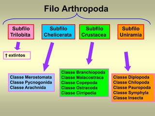 Filo Arthropoda

   Subfilo        Subfilo       Subfilo         Subfilo
  Trilobita     Chelicerata    Crustacea       Uniramia


† extintos


                       Classe Branchiopoda
  Classe Merostomata   Classe Malacostraca   Classe Diplopoda
  Classe Pycnogonida   Classe Copepoda       Classe Chilopoda
  Classe Arachnida     Classe Ostracoda      Classe Pauropoda
                       Classe Cirripedia     Classe Symphyla
                                             Classe Insecta
 