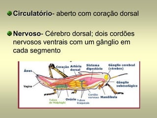 Circulatório- aberto com coração dorsal

Nervoso- Cérebro dorsal; dois cordões
nervosos ventrais com um gânglio em
cada segmento
 