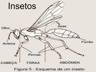 Insetos
 