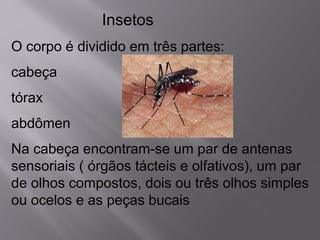 Insetos
O corpo é dividido em três partes:
cabeça
tórax
abdômen
Na cabeça encontram-se um par de antenas
sensoriais ( órgãos tácteis e olfativos), um par
de olhos compostos, dois ou três olhos simples
ou ocelos e as peças bucais
 