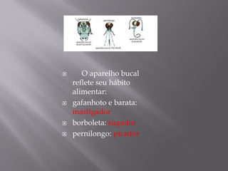 O aparelho bucal
reflete seu hábito
alimentar:
 gafanhoto e barata:
mastigador
 borboleta: sugador
 pernilongo: picador
 