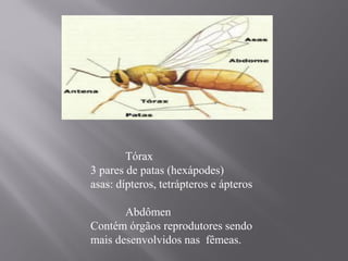 Tórax
3 pares de patas (hexápodes)
asas: dípteros, tetrápteros e ápteros
Abdômen
Contém órgãos reprodutores sendo
mais desenvolvidos nas fêmeas.
 