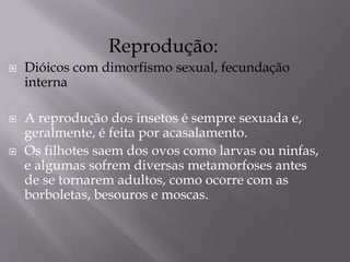 Reprodução:
 Dióicos com dimorfismo sexual, fecundação
interna
 A reprodução dos insetos é sempre sexuada e,
geralmente, é feita por acasalamento.
 Os filhotes saem dos ovos como larvas ou ninfas,
e algumas sofrem diversas metamorfoses antes
de se tornarem adultos, como ocorre com as
borboletas, besouros e moscas.
 