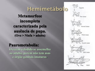 Metamorfose
incompleta
caracterizada pela
ausência de pupa.
(Ovo > Ninfa > adulto)
Paurometabolia:
O recém eclodido se assemelha
ao adulto, porém não tem asas
e órgão genitais imaturos.
 