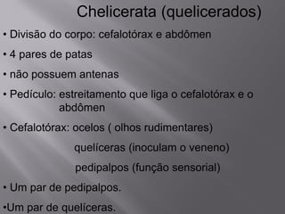 Chelicerata (quelicerados)
• Divisão do corpo: cefalotórax e abdômen
• 4 pares de patas
• não possuem antenas
• Pedículo: estreitamento que liga o cefalotórax e o
abdômen
• Cefalotórax: ocelos ( olhos rudimentares)
quelíceras (inoculam o veneno)
pedipalpos (função sensorial)
• Um par de pedipalpos.
•Um par de quelíceras.
 