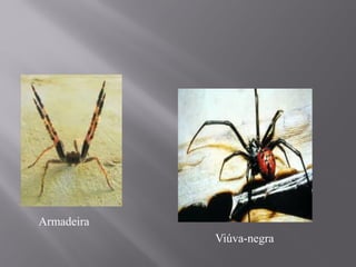 Armadeira
Viúva-negra
 