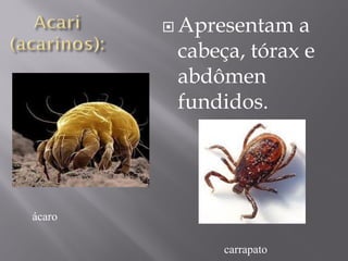  Apresentam a
cabeça, tórax e
abdômen
fundidos.
ácaro
carrapato
 