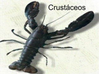 Crustáceos
 