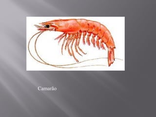 Camarão
 