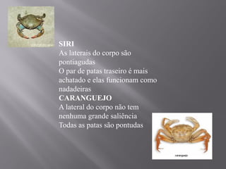SIRI
As laterais do corpo são
pontiagudas
O par de patas traseiro é mais
achatado e elas funcionam como
nadadeiras
CARANGUEJO
A lateral do corpo não tem
nenhuma grande saliência
Todas as patas são pontudas
 