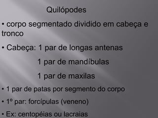 Quilópodes
• corpo segmentado dividido em cabeça e
tronco
• Cabeça: 1 par de longas antenas
1 par de mandíbulas
1 par de maxilas
• 1 par de patas por segmento do corpo
• 1º par: forcípulas (veneno)
• Ex: centopéias ou lacraias
 
