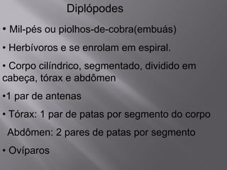 Diplópodes
• Mil-pés ou piolhos-de-cobra(embuás)
• Herbívoros e se enrolam em espiral.
• Corpo cilíndrico, segmentado, dividido em
cabeça, tórax e abdômen
•1 par de antenas
• Tórax: 1 par de patas por segmento do corpo
Abdômen: 2 pares de patas por segmento
• Ovíparos
 