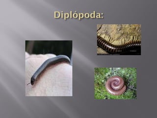 ARTROPODES ECDISE.pdf