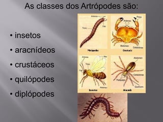 As classes dos Artrópodes são:
• insetos
• aracnídeos
• crustáceos
• quilópodes
• diplópodes
 