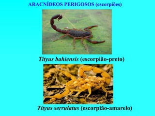 ARACNÍDEOS PERIGOSOS (escorpiões)




   Tityus bahiensis (escorpião-preto)




   Tityus serrulatus (escorpião-amarelo)
 