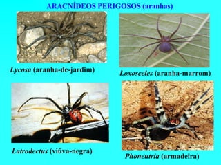 ARACNÍDEOS PERIGOSOS (aranhas)




Lycosa (aranha-de-jardim)   Loxosceles (aranha-marrom)




Latrodectus (viúva-negra)
                             Phoneutria (armadeira)
 