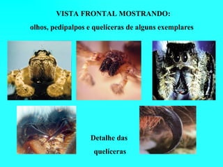 VISTA FRONTAL MOSTRANDO:
olhos, pedipalpos e quelíceras de alguns exemplares




                  Detalhe das
                   quelíceras
 