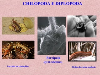 CHILOPODA E DIPLOPODA




                          Forcípula
                         (QUILÓPODOS)
Lacraias ou centopéias                  Piolho-de-cobra (embuá)
 