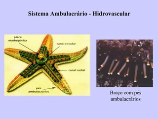 Sistema Ambulacrário - Hidrovascular




                            Braço com pés
                            ambulacrários
 