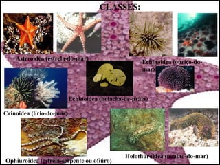 CLASSES:




    Asteroidea (estrela-do-mar)
                                                     Echinoidea (ouriço-do-
                                                     mar)



                           Echinoidea (bolacha-de-praia)

Crinoidea (lírio-do-mar)




                                               Holothuroidea (pepino-do-mar)
Ophiuroidea (estrela-serpente ou ofiúro)
 
