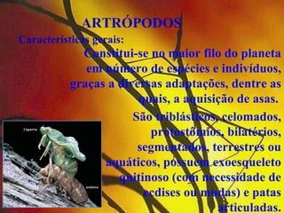 ARTRÓPODOS
Características gerais:
             Constitui-se no maior filo do planeta
              em número de espécies e indivíduos,
           graças a diversas adaptações, dentre as
                        quais, a aquisição de asas.
                       São triblásticos, celomados,
                          protostômios, bilatérios,
                        segmentados, terrestres ou
                 aquáticos, possuem exoesqueleto
                    quitinoso (com necessidade de
                         ecdises ou mudas) e patas
                                        articuladas.
 