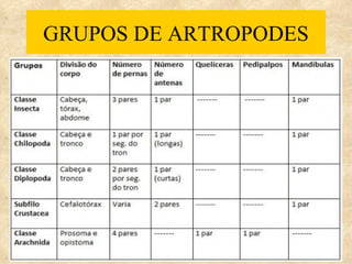 GRUPOS DE ARTROPODES
 