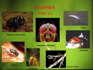 CLASSES
                                  INSECTA



                                                                   Traça


Besouro-rinoceronte




                              Omatídeos (detalhe)

                                                                   Joaninha




    Mosca
                                                    Louva-a-deus
                      Gafanhoto
 