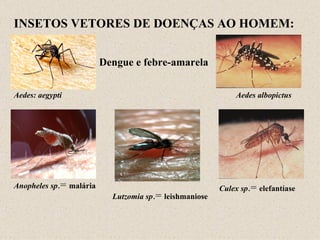 INSETOS VETORES DE DOENÇAS AO HOMEM:


                         Dengue e febre-amarela


Aedes: aegypti                                              Aedes albopictus




Anopheles sp.= malária                                  Culex sp.= elefantíase
                           Lutzomia sp.= leishmaniose
 