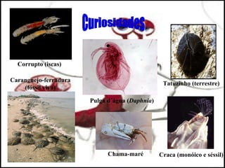 Corrupto (iscas)

Caranguejo-ferradura
                                                 Tatuzinho (terrestre)
    (fóssil vivo)

                       Pulga d´água (Daphnia)




                             Chama-maré         Craca (monóico e séssil)
 
