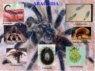 ARACNIDA


Escorpião                               Ácaro (cravo)




                                      Ácaro(respiratório)
  Tarântula




      Caranguejeira
                                    Ácaro (sarna)
                        Carrapato
 
