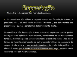 • Nesse filo todos apresentam reprodução sexuada.
• Os aracnídeos são dióicos e reproduzem-se por fecundação interna, e
produzem ovos , de onde saem indivíduos imaturos , mas semelhantes aos
progenitores ; ou seja , apresentam desenvolvimento direto.
Os crustáceos têm fecundação interna com sexos separados, que se podem
distinguir como apêndices especializados, normalmente no último segmento
torácico. Algumas espécies apresentam mesmo dimorfismo sexual , não só em
termos do tamanho, mas também de outras características: no caranguejo do
mangue Scylla serrata , uma espécie abundante da região indo-pacífica , a
fêmea é maior que o macho e têm o abdomen mais largo, podendo assim
incubar os ovos com maior segurança.
 