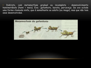 • Indireto, com metamorfose gradual ou incompleta : desenvolvimento
hemimetábolo (hemi = meio). Exs.: gafanhoto, barata, percevejo. Do ovo eclode
uma forma chamada ninfa, que é semelhante ao adulto (ou imago), mas que não tem
asas desenvolvidas.
 